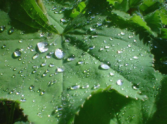 gewone waterdruppels
