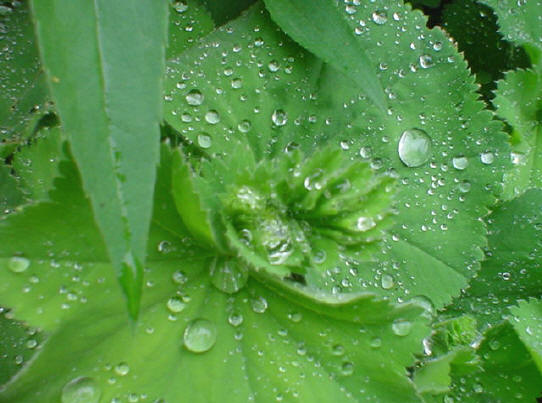 op sommige planten blijven de druppels ook wel heel mooi liggen...