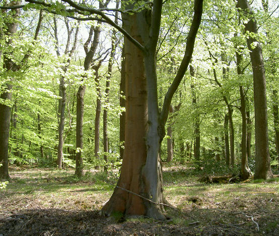 merkwaardig vergroeide bomen