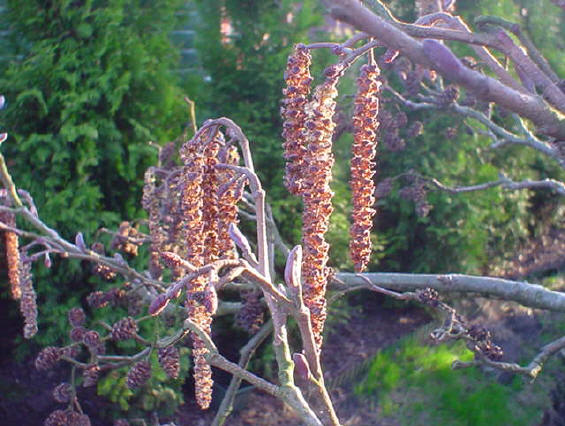 elzenkatjes achterin de tuin