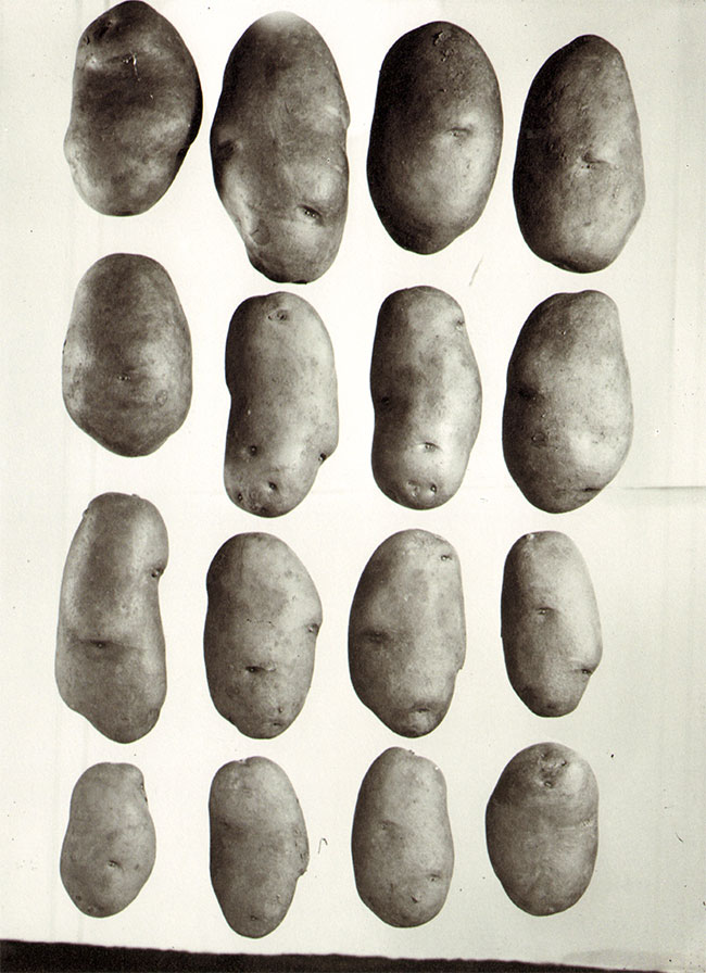 aardappelen...