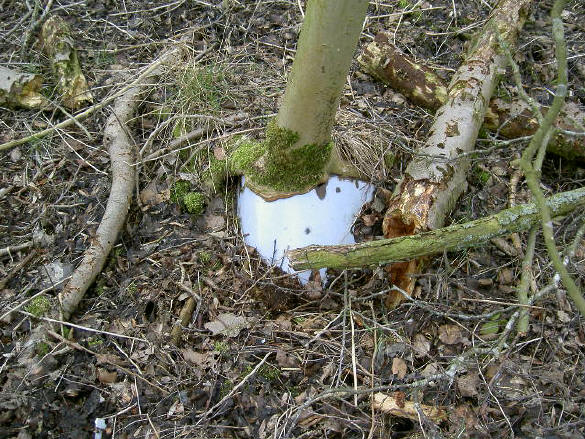 lang geleden als stortplaats gebruikt, maar de bomen groeien gewoon over de oude emmers heen...