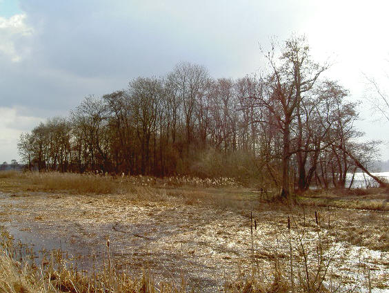 winterbosje