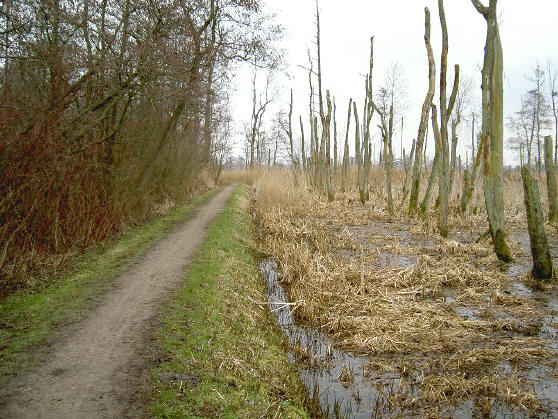 rechts het dooiebomenbosje