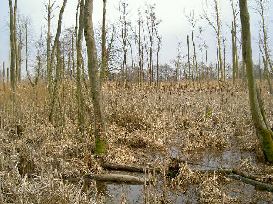 ook dode bomen hebben hun schoonheid
