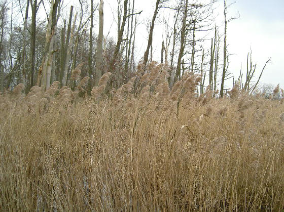 pluizenbosje