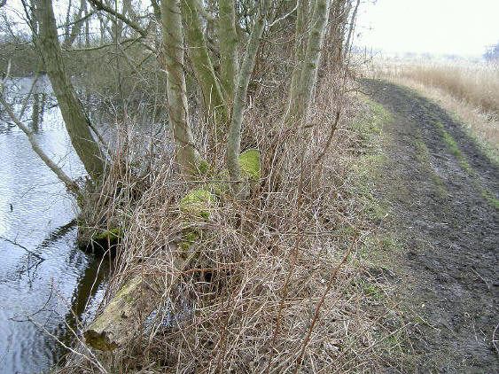 links de plas