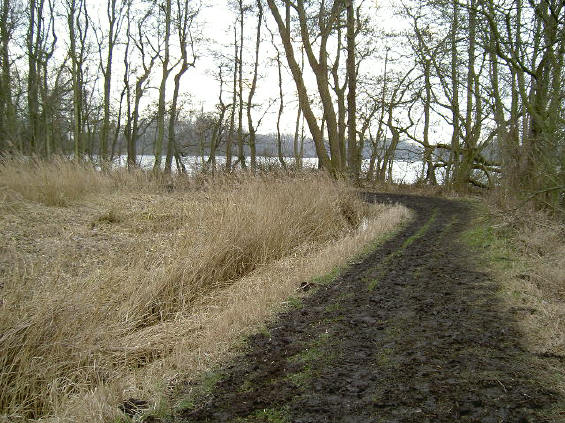 bomenrij bij plas