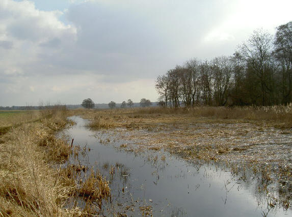 water en kale bomen