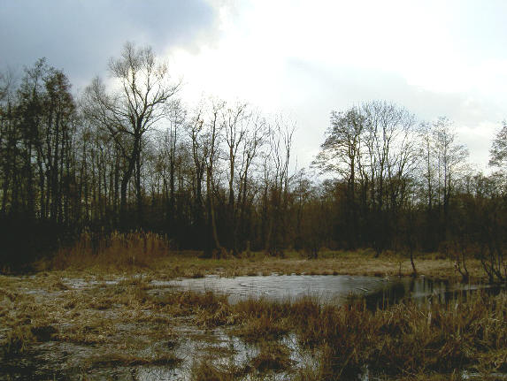 verstilde schoonheid
