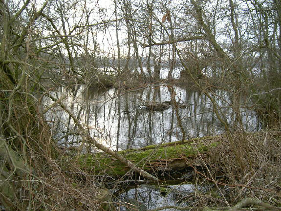 kreupelhout aan de rand van de plas