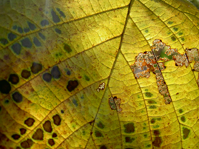 de herfst op zijn mooist