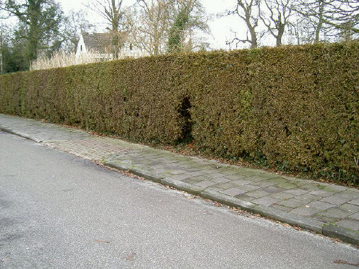 een gat in een heg...