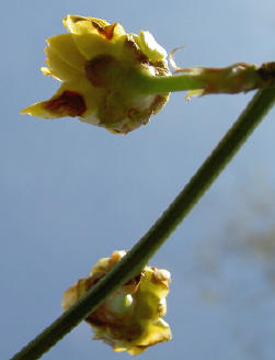 gele bloemetjes