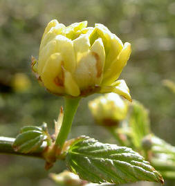 bloemetje