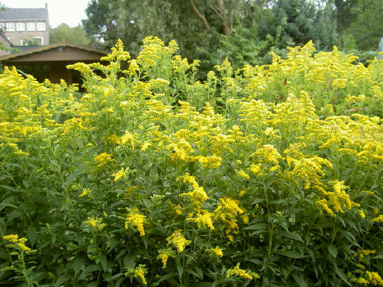 vlinders en bijen