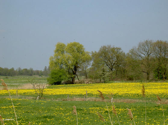 gewone paardebloemen...
