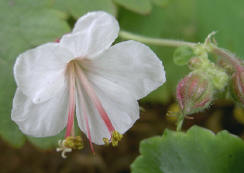 geranium
