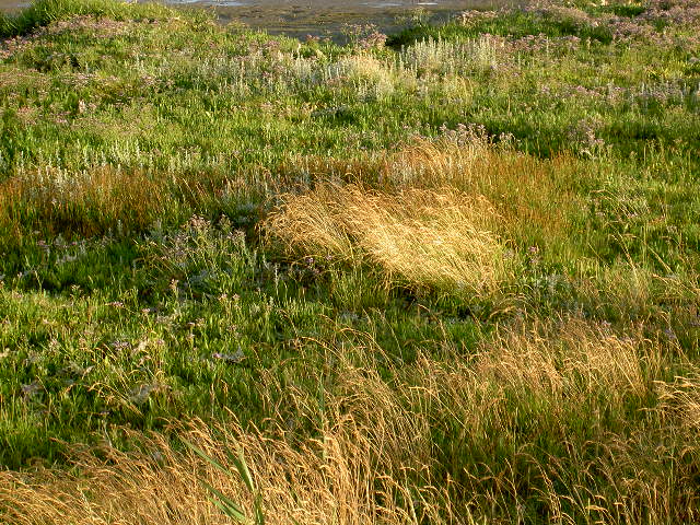 gras