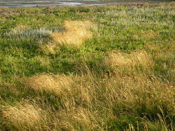 gras bij het wad