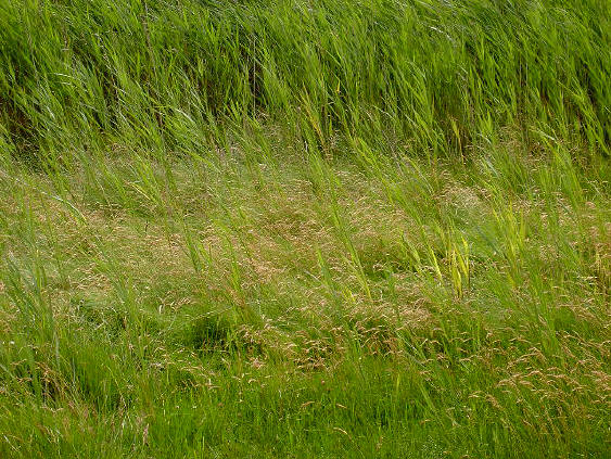 gras