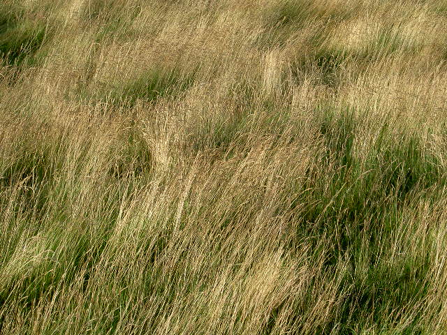gras