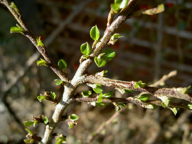 heldergroen