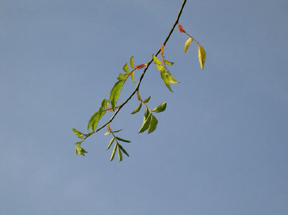 toch nog wat meer groen, en geel....