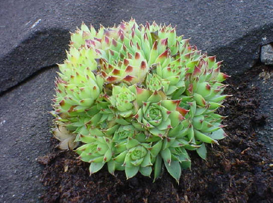 ik weet nieteens hoe deze plantjes heten...