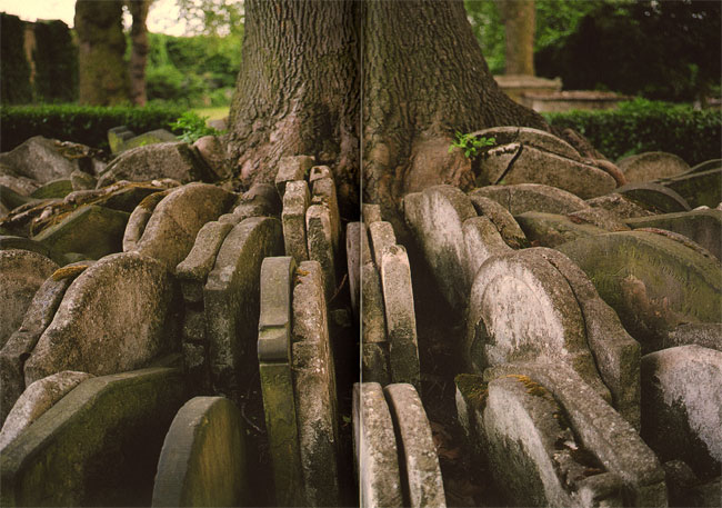the hardy tree...