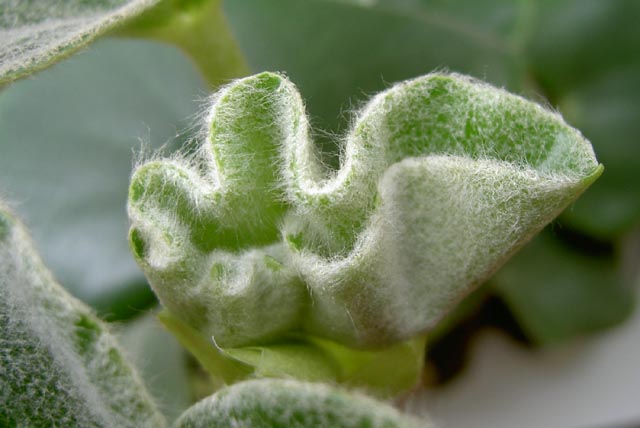 een binnenplant