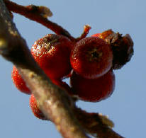 herfstbessen
