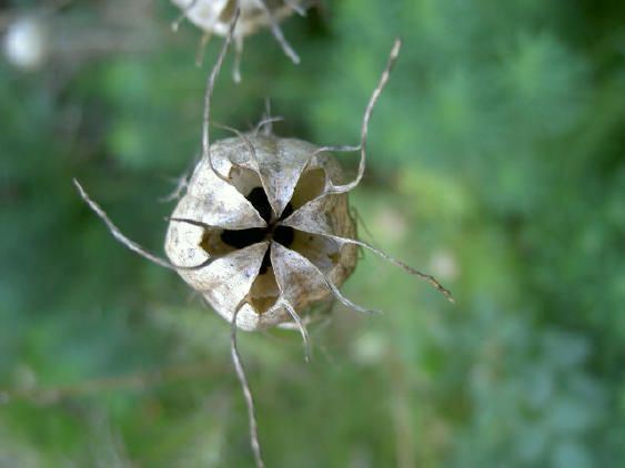 herfstgrijs