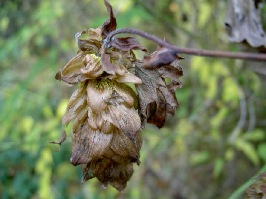 bruine, natte hop...