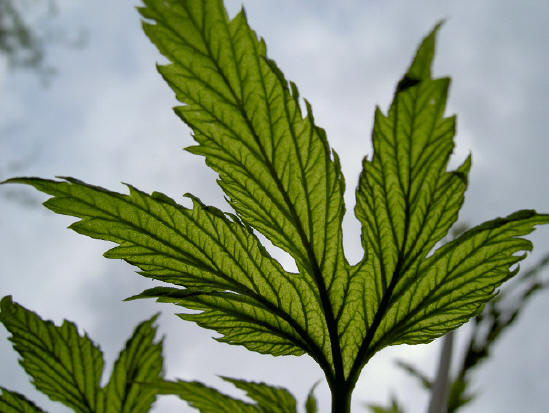 het blad van de hop