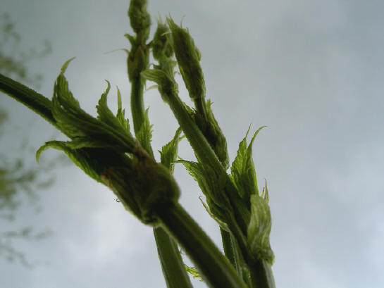 hopslinger