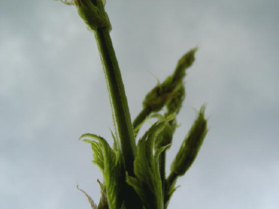 hopslinger