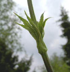 hopstengelknop...