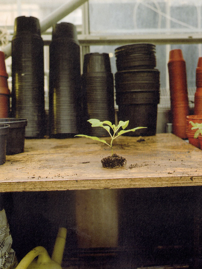 plantje met potentie...