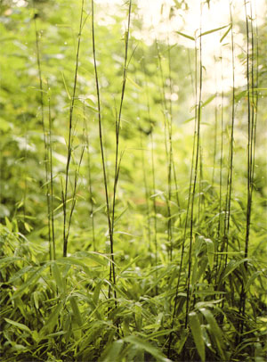 gras....
