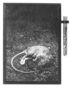 dode muis met de as in een buisje