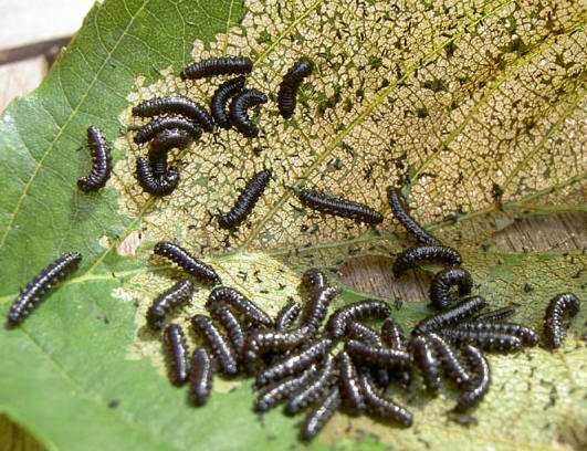 kaalvretertjes