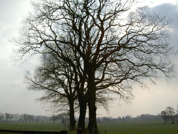 eigenlijk waren ze te groot voor de foto...