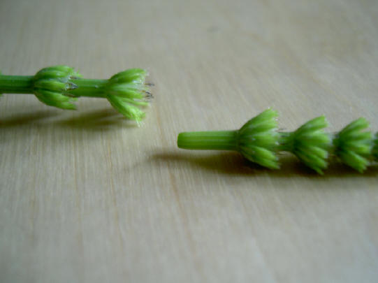 zo breekt hij af als je hem gewoon uit de grond probeert te trekken