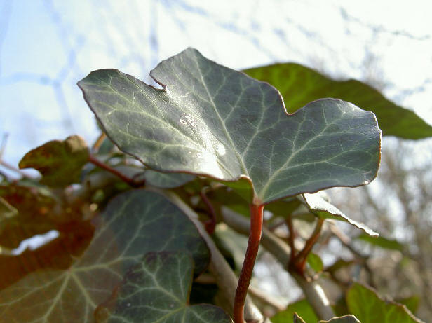 klimop blijft de hele winter groen, maar verandert wel van kleur