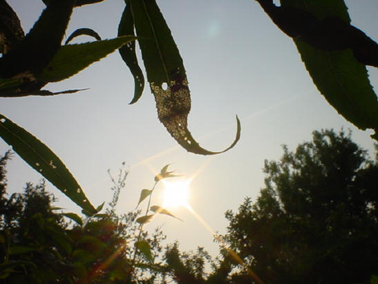 nog een doorkijkblad