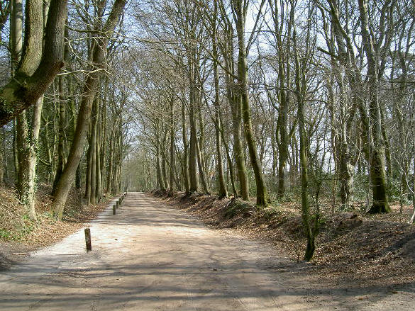 laan met fietspad