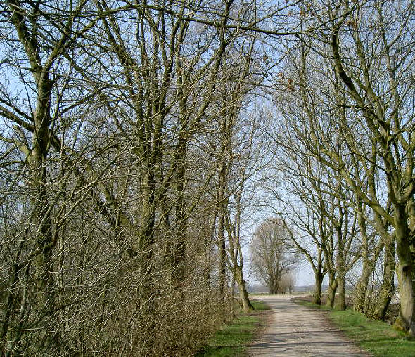 de boom aan het iend staat aan de overkant van het kanaal...