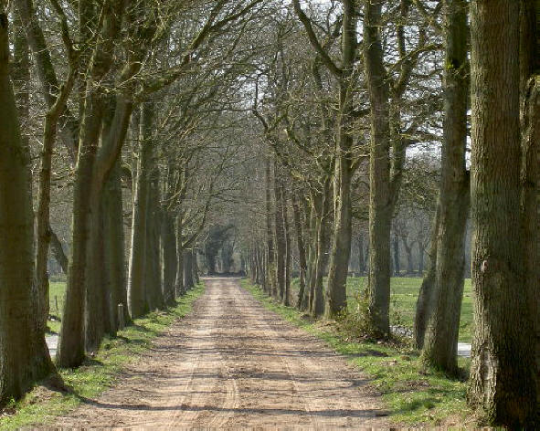 de zandpaden horen bij dit landschap