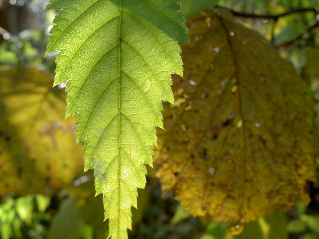 toch zit er ook nog genoeg groen in de tuin...